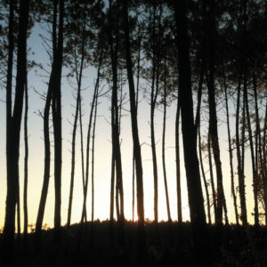 Pochette du remix de Petite Noir pour The Way To The Forest de Frànçois & the Atlas Mountains